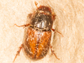 Bodilopsis rufa